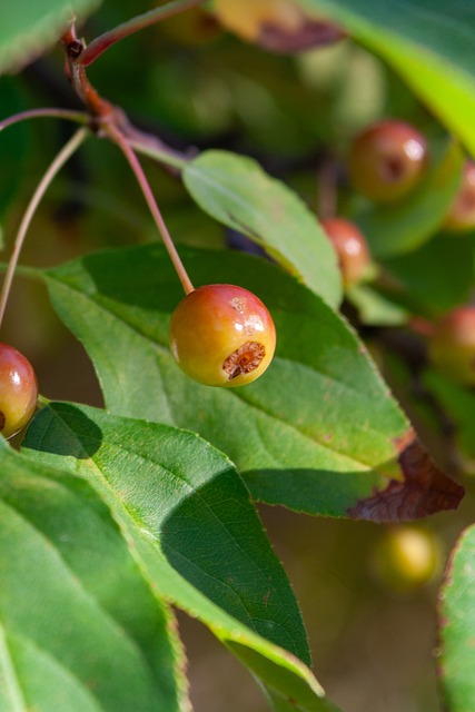 英格兰客战阿尔巴尼亚：凯恩领衔，贝林厄姆、埃泽首发